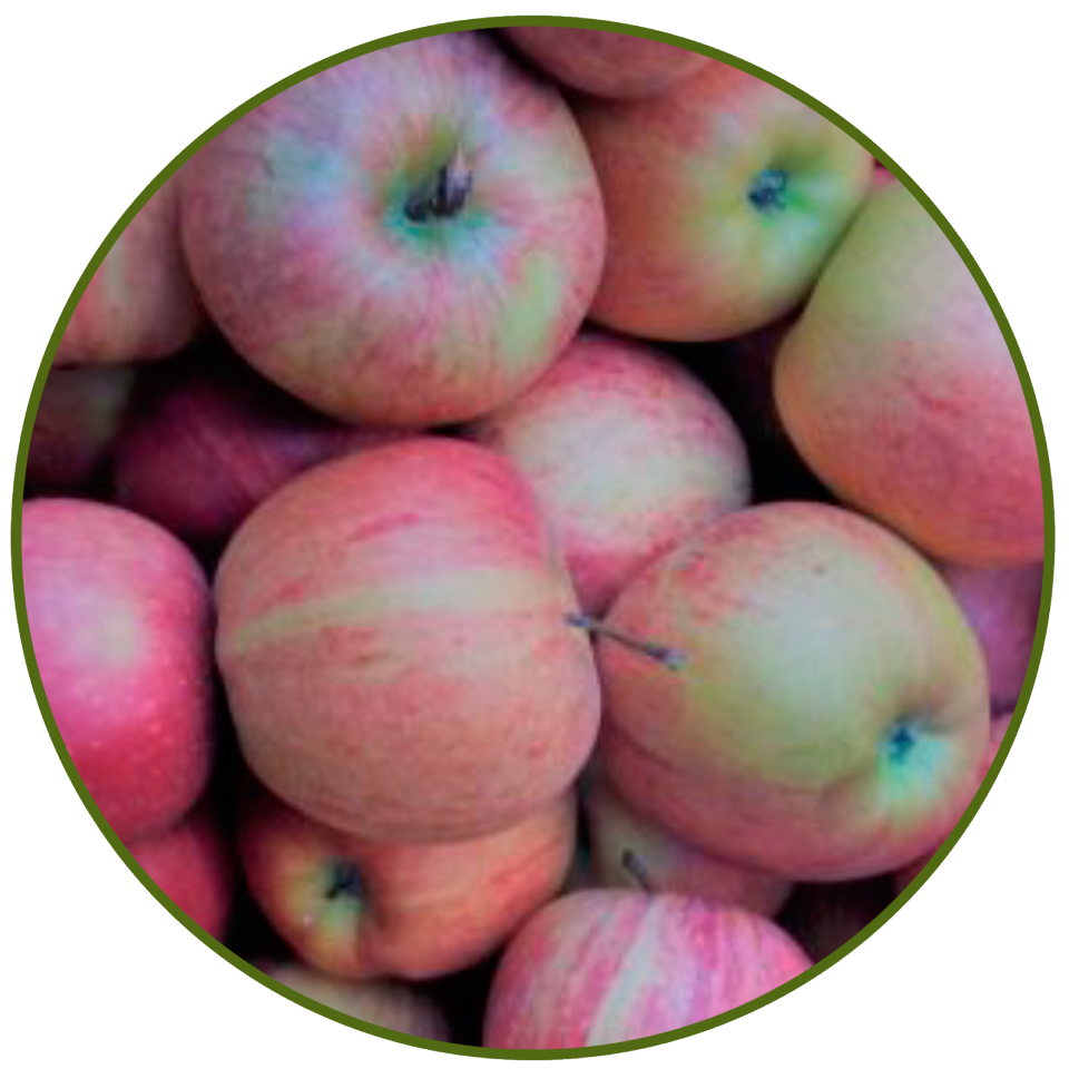 Manzana Fuji