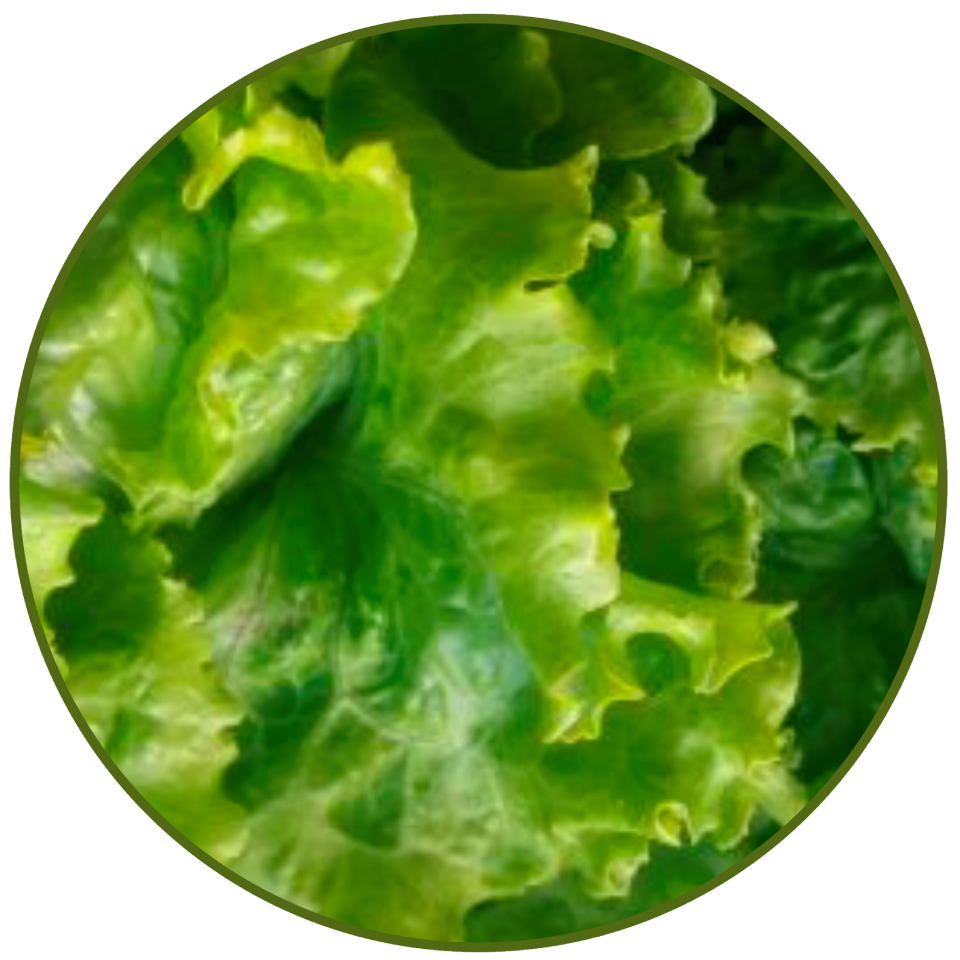 Lechuga